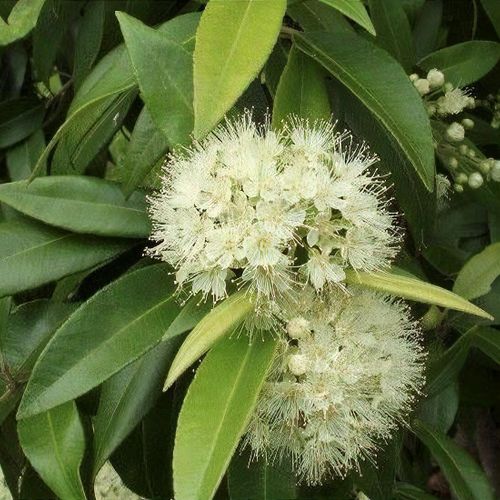 Lemon Myrtle (Backhousia citriodora) - Ladybird Nursery