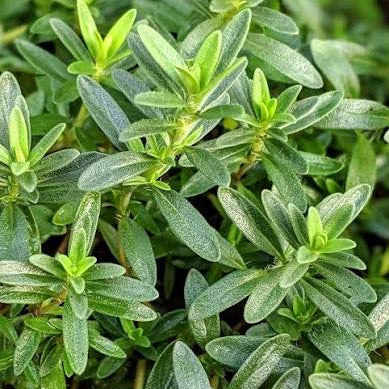 Lemon Savory