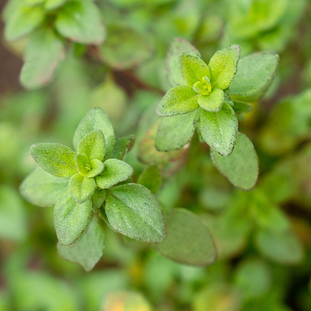 Thyme 'Lemon' (Thymus x Citriodorus)