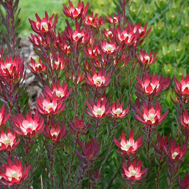 Leucadendron Devils Blush