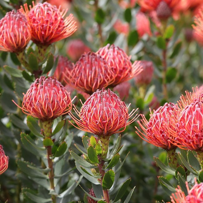 Leucospermum Carnival Red - Ladybird Nursery