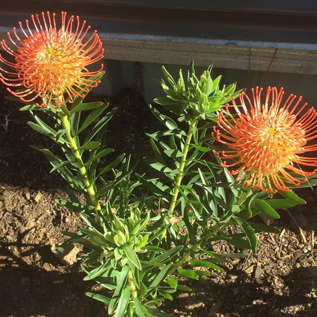Leucospermum So Succesful