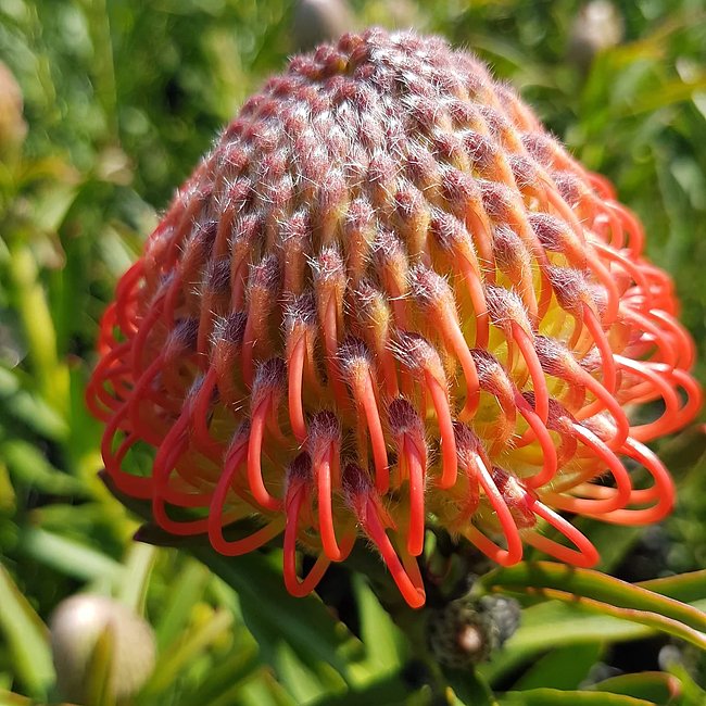 Leucospermum So Succesful