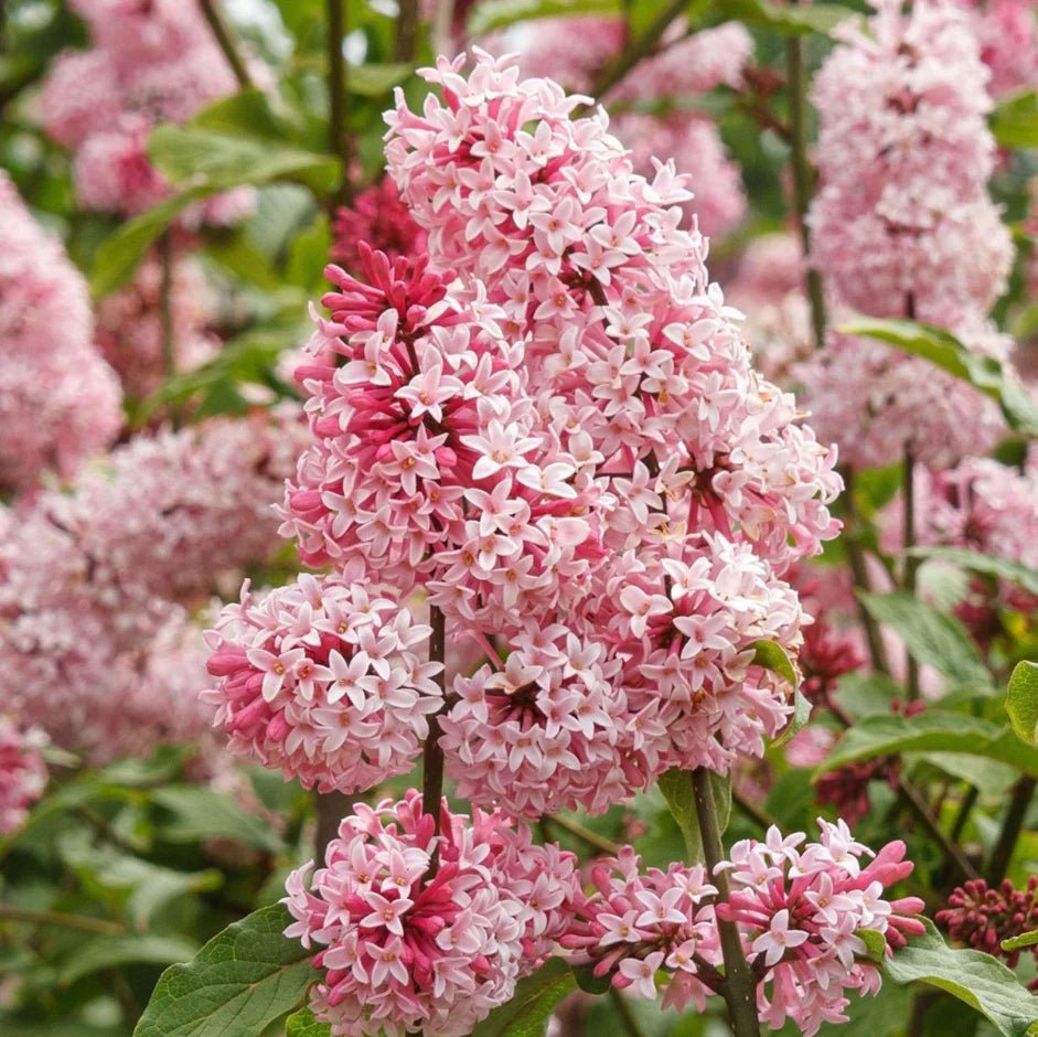Miss Canada 'Lilac' (Syringa vulgaris) - Ladybird Nursery