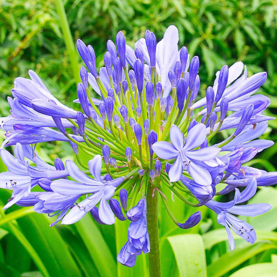 Agapanthus Bella™ - Ladybird Nursery