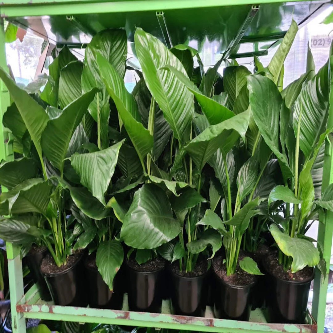 Peace Lily Madonna (Spathiphyllum cv.) - Ladybird Nursery