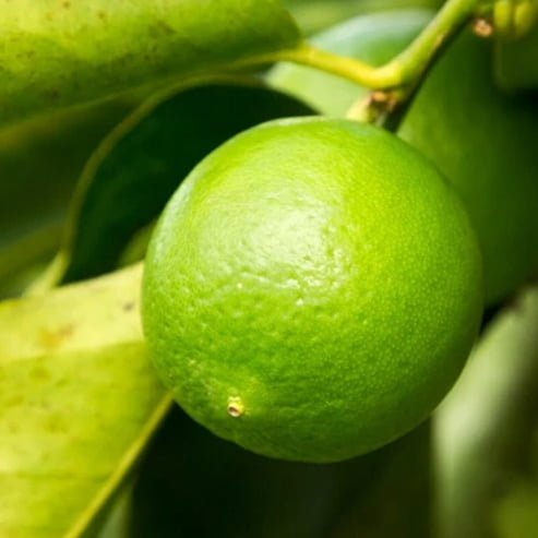 Advanced Lime ‘Tahitian’ 400mm Pot (Pickup Only) - Ladybird Nursery