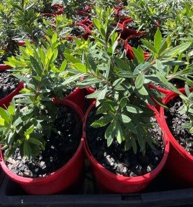 Dwarf Callistemon 'Little John' - Ladybird Nursery