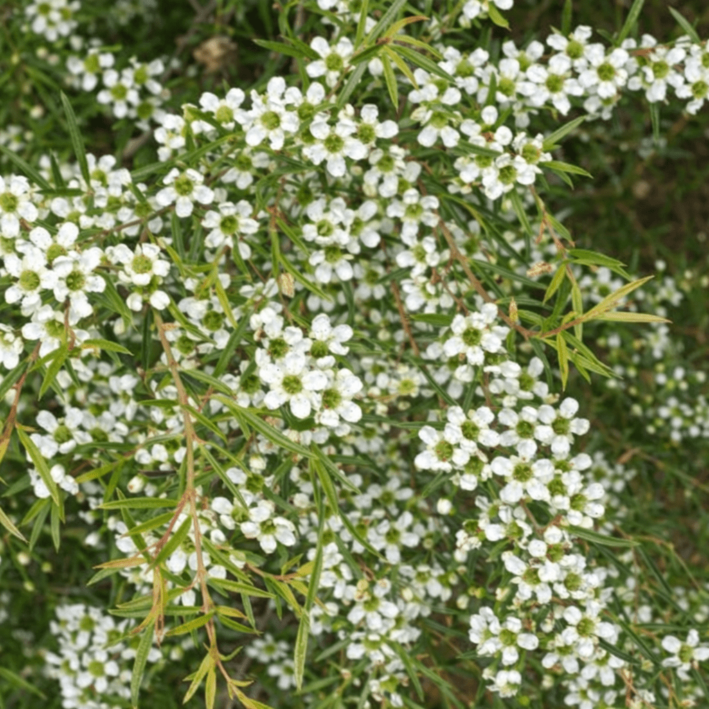 Dwarf Leptospermum Little Lemon Scents - Ladybird Nursery