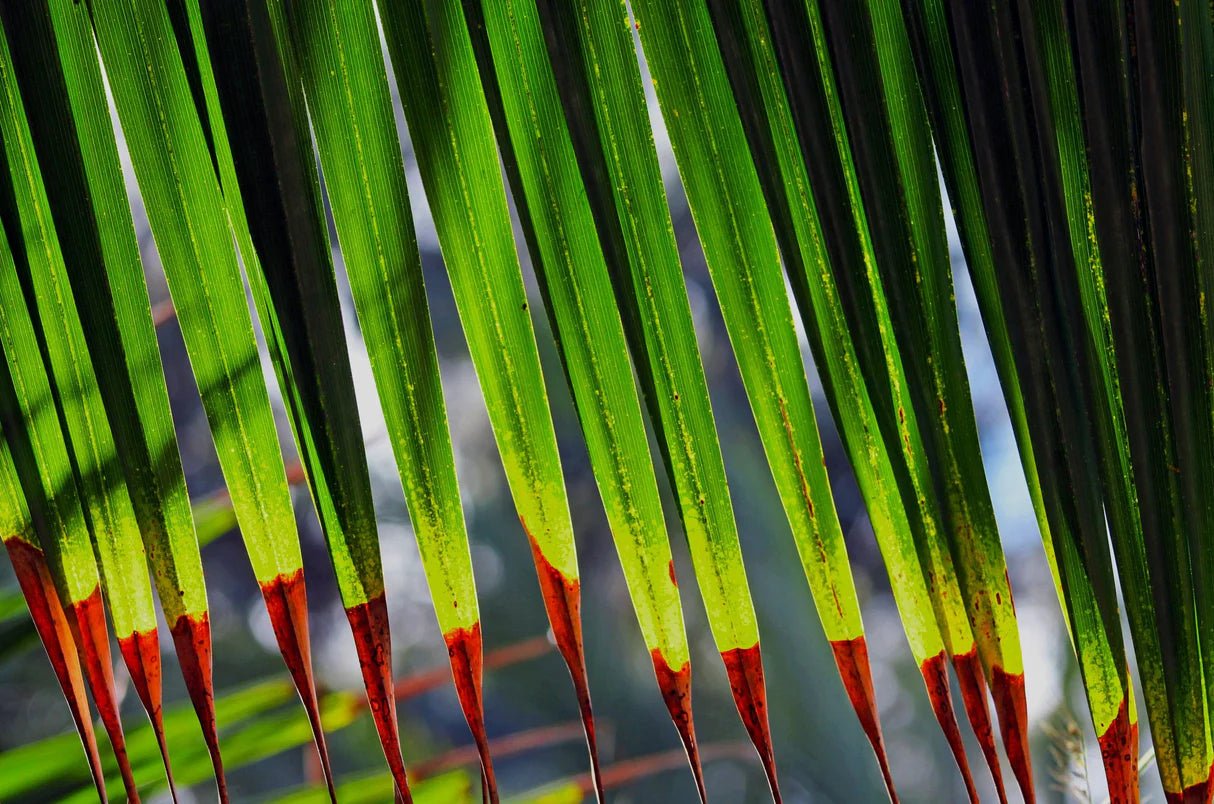 Ribbon Fan Palm (Livistona decora) - Ladybird Nursery