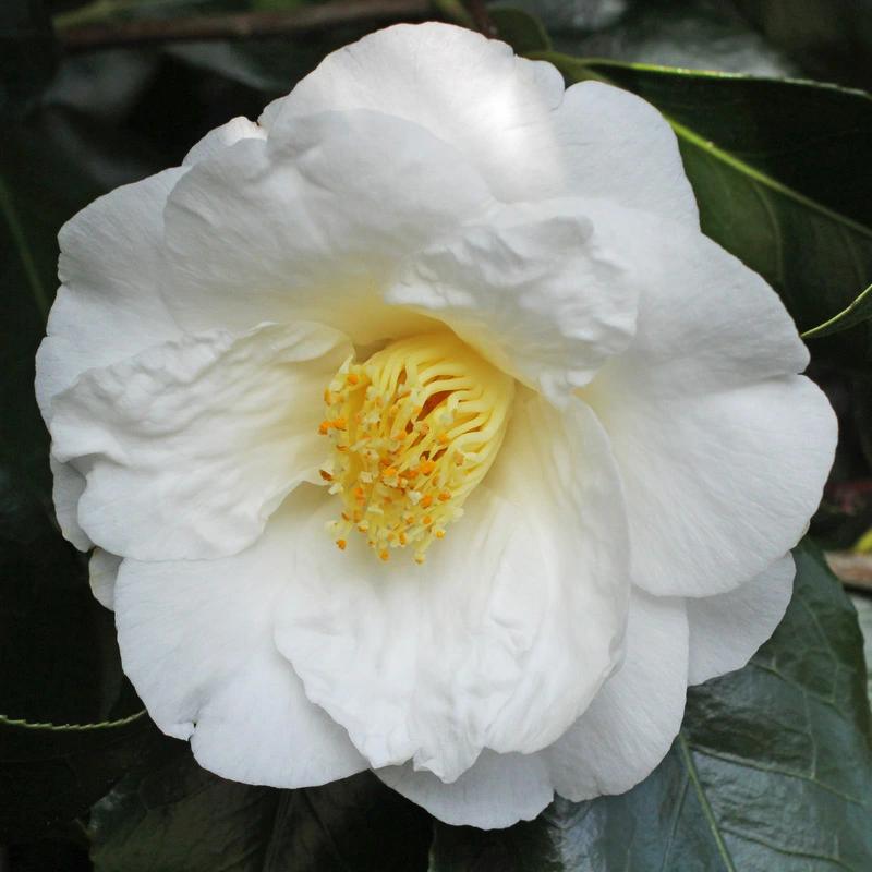 Camellia 'Lovelight' - Large - Ladybird Nursery