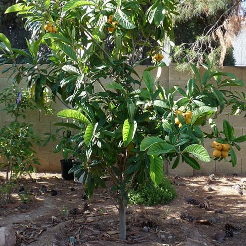 Loquat Bessel Brown - Ladybird Nursery