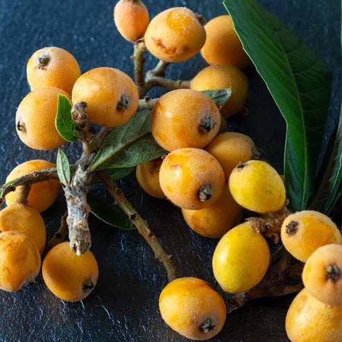 Loquat Bessel Brown