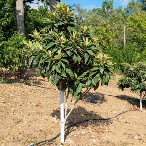 Loquat Grafted Herds Mammoth