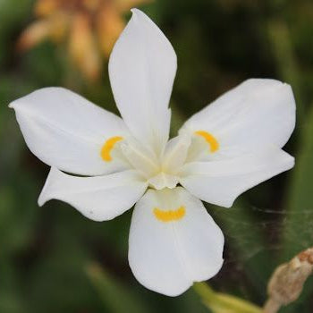 Lord Howe Island Iris (Dietes robinsoniana) - Ladybird Nursery