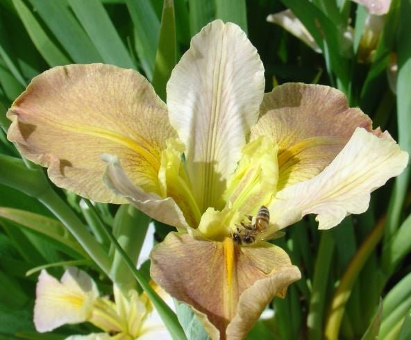 Louisiana Iris 'Our Paris' - Ladybird Nursery