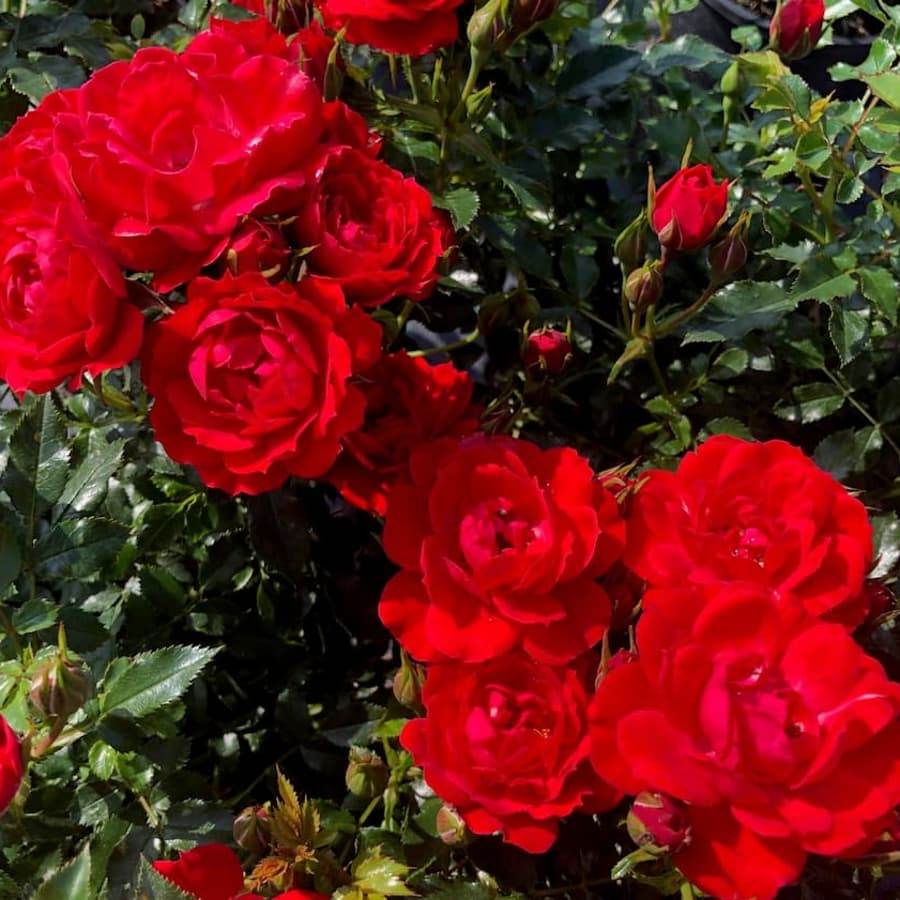 Rose 'Loving Memory' (Bareroot) - Ladybird Nursery