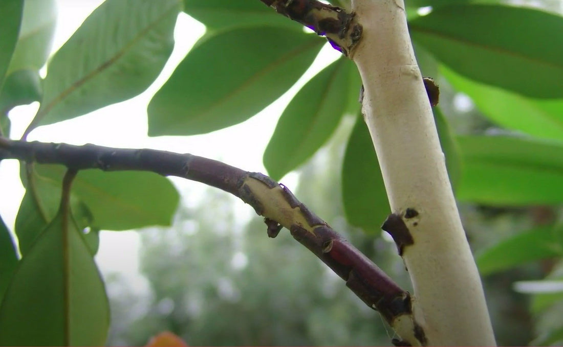 Tristaniopsis LUSCIOUS® (Tristaniopsis laurina) - Ladybird Nursery