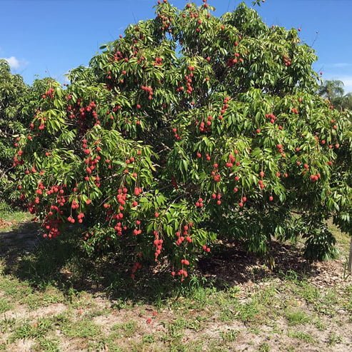 Lychee Brewster - Ladybird Nursery