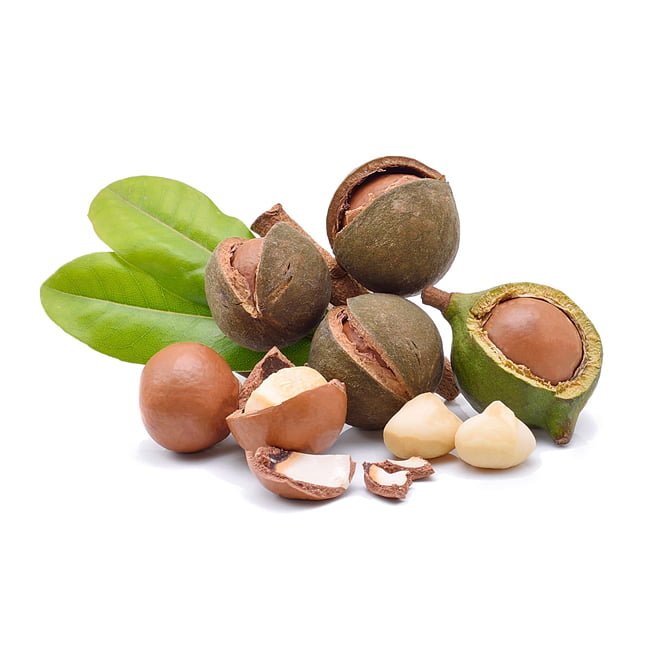 Macadamia Beaumont - Ladybird Nursery
