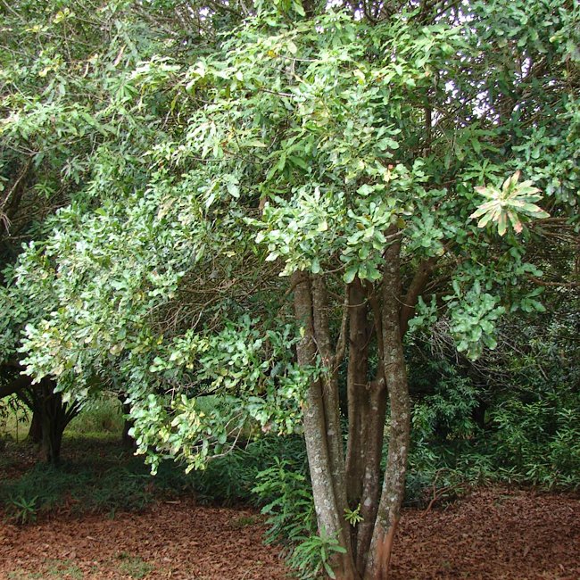 Macadamia Grafted 246 / Keauhou - Ladybird Nursery