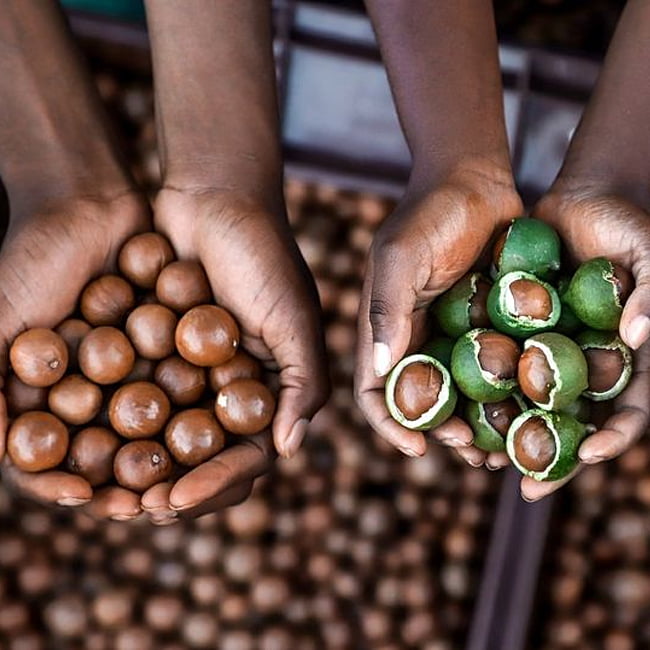 Macadamia Grafted 741