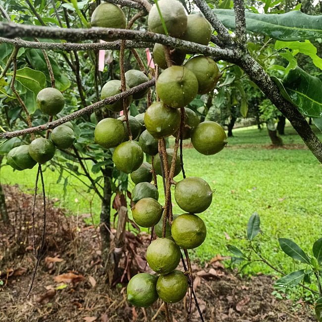 Macadamia Grafted A203 - Ladybird Nursery