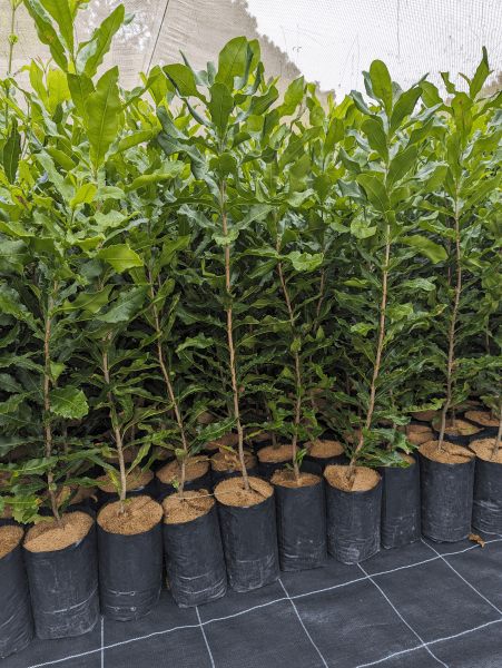 Macadamia Grafted 'A38' - Ladybird Nursery