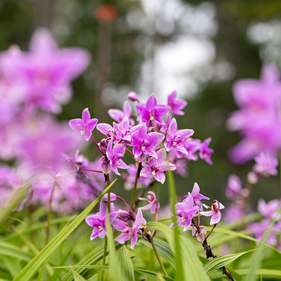 Magenta (Spathoglottis) - Ladybird Nursery