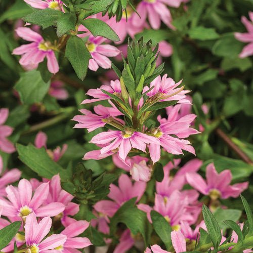 Fan Flower Fairy Pink (Scaevola aemula) - Ladybird Nursery