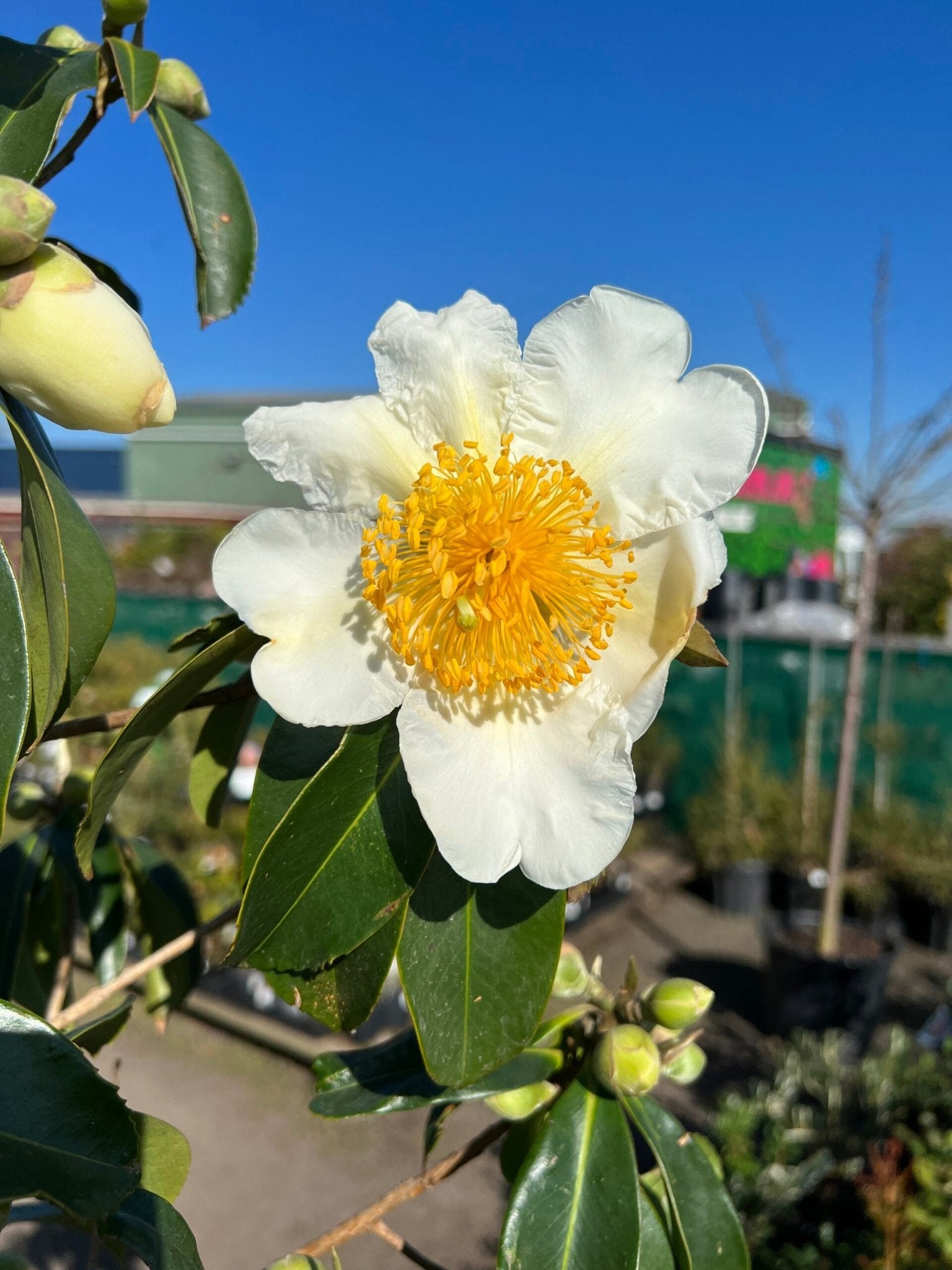 Fried Egg Plant Silkscreen (Gordonia yunnanensis) - Ladybird Nursery