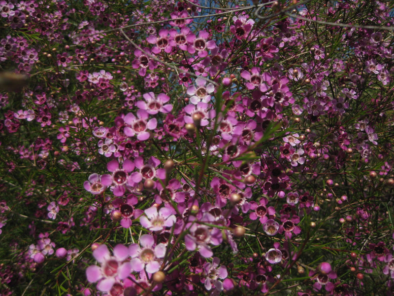 Geraldton Wax Rain (Chamelaucium)