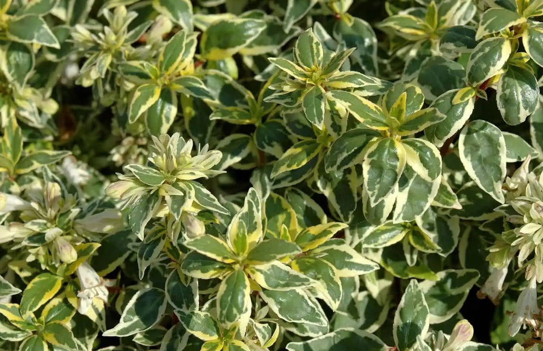Glossy Abelia Dwarf Variegated (Abelia grandiflora) - Ladybird Nursery