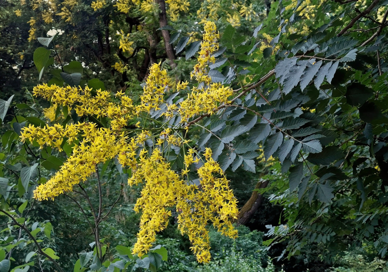Golden Rain Tree (Koelreuteria paniculata) - Ladybird Nursery