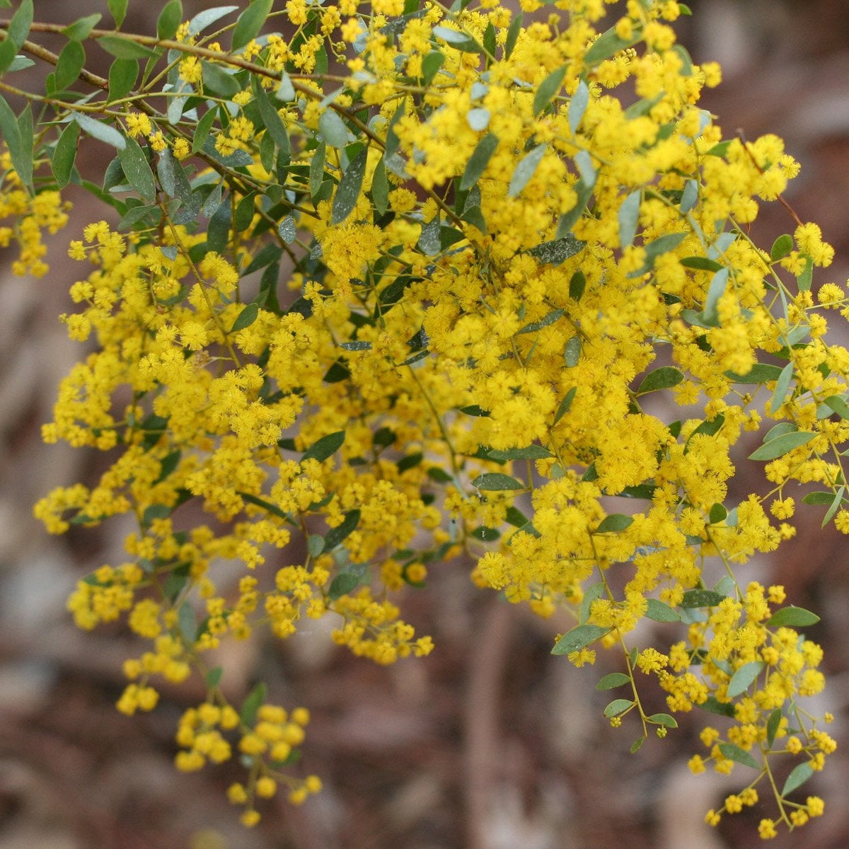 Golden Wreath Wattle Springtime Cascade (Acacia saligna) - Ladybird Nursery