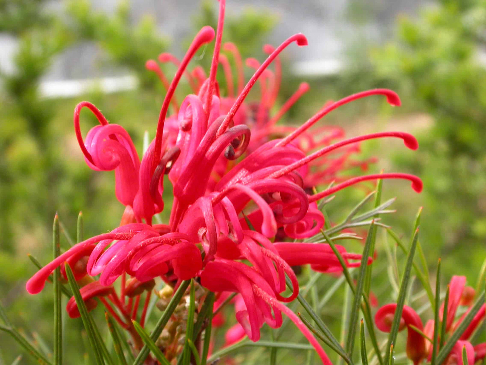 Grevillea Bonfire - Ladybird Nursery