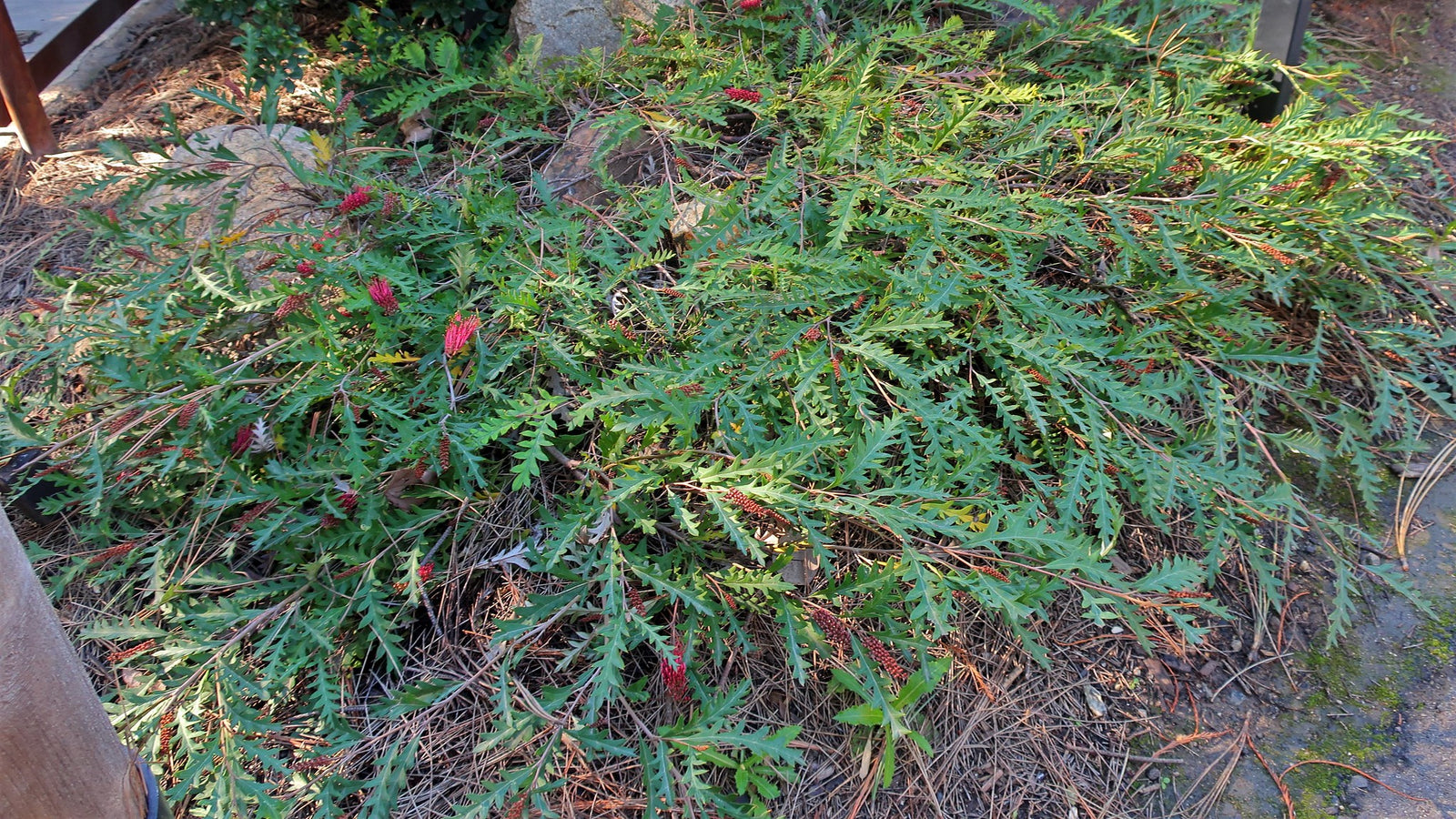 Grevillea Fanfare - Ladybird Nursery