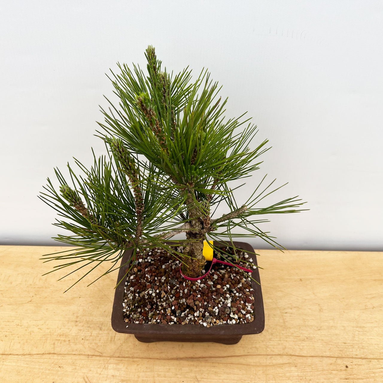 Japanese Black Pine ‘Nishiki’ (Pinus thunbergii) - Ladybird Nursery