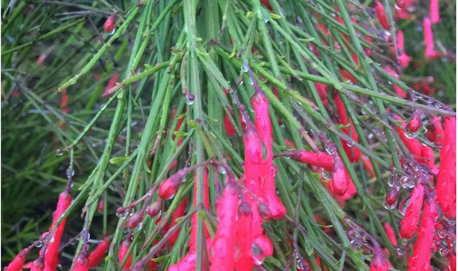 Firecracker Plant Ruby Falls (Russelia equisetiformis) - Ladybird Nursery