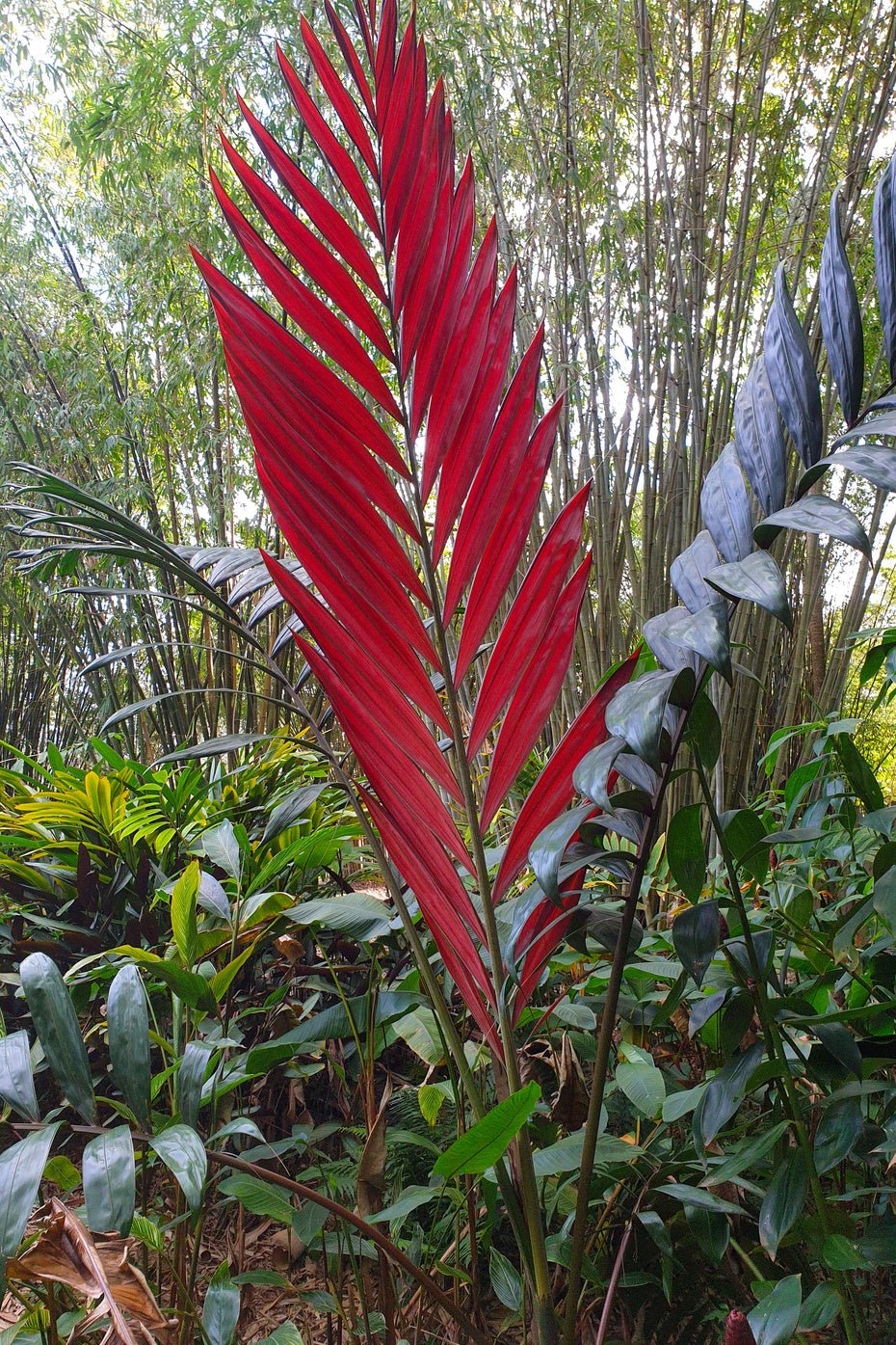 Flame Thrower Palm (Chambeyronia macrocarpa) - Ladybird Nursery