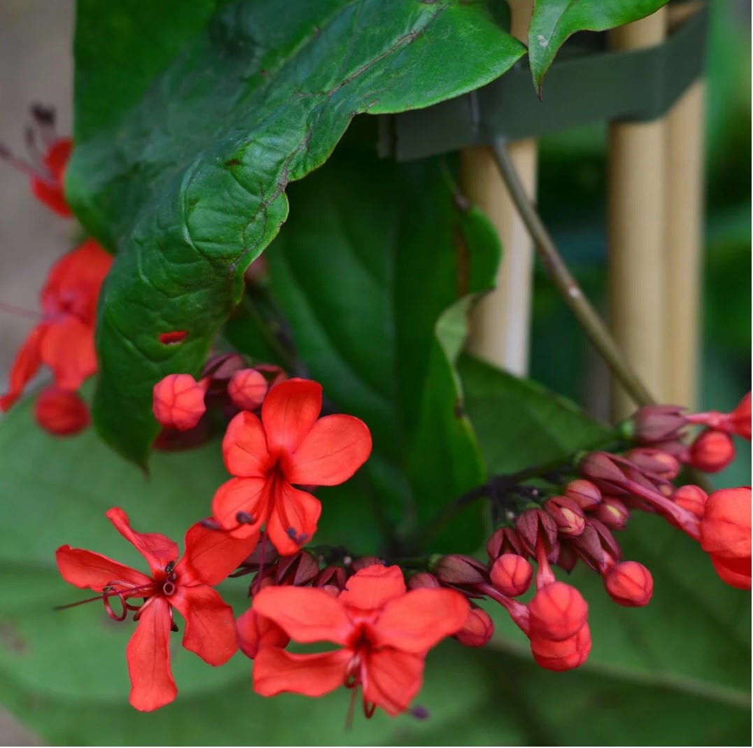 Flaming Glorybower Tripods (Clerodendrum splendens) - Ladybird Nursery