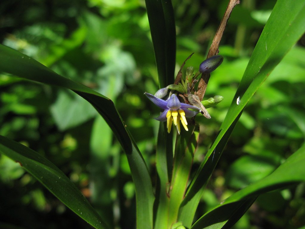 Flax Lily (Dianella congesta) - Ladybird Nursery