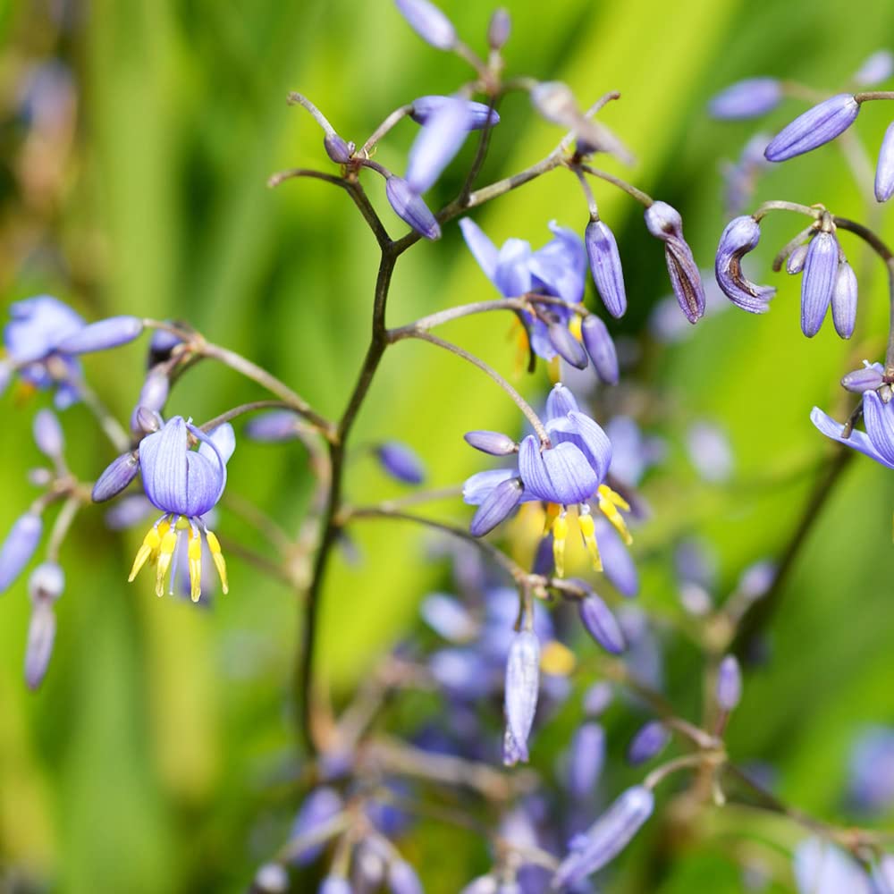 Flax Lily BREEZE ® (Dianella caerulea) - Ladybird Nursery