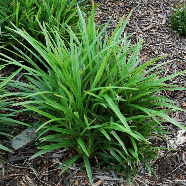 Flax Lily LITTLE JESS™ (Dianella caerulea) - Ladybird Nursery