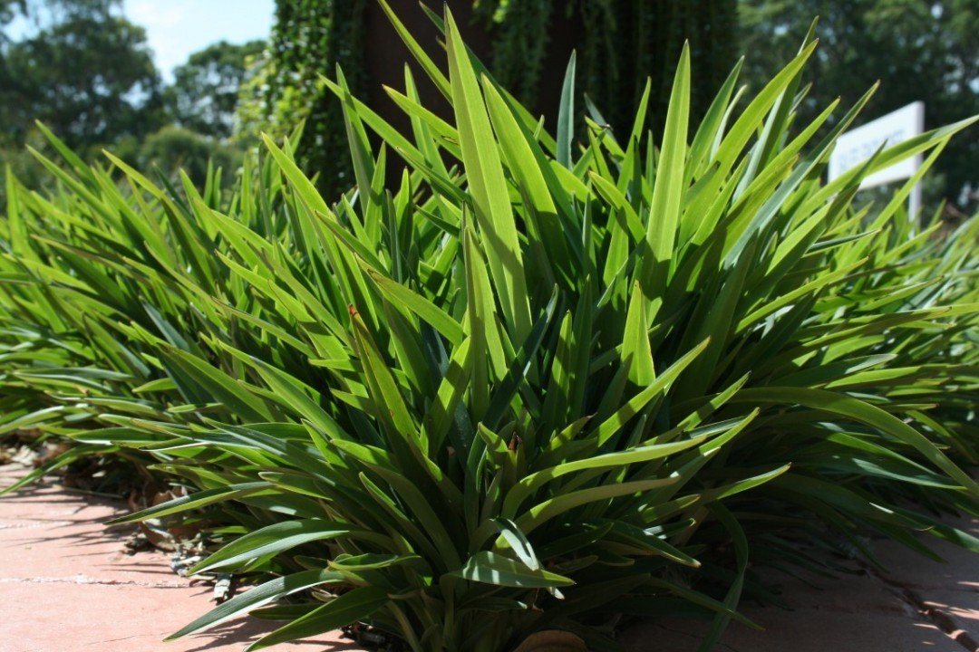 Flax Lily Petite Marie (Dianella revoluta) - Ladybird Nursery