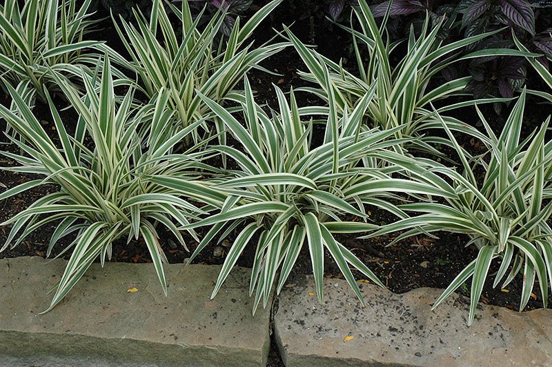 Flax Lily Variegated Form (Dianella spp.) - Ladybird Nursery