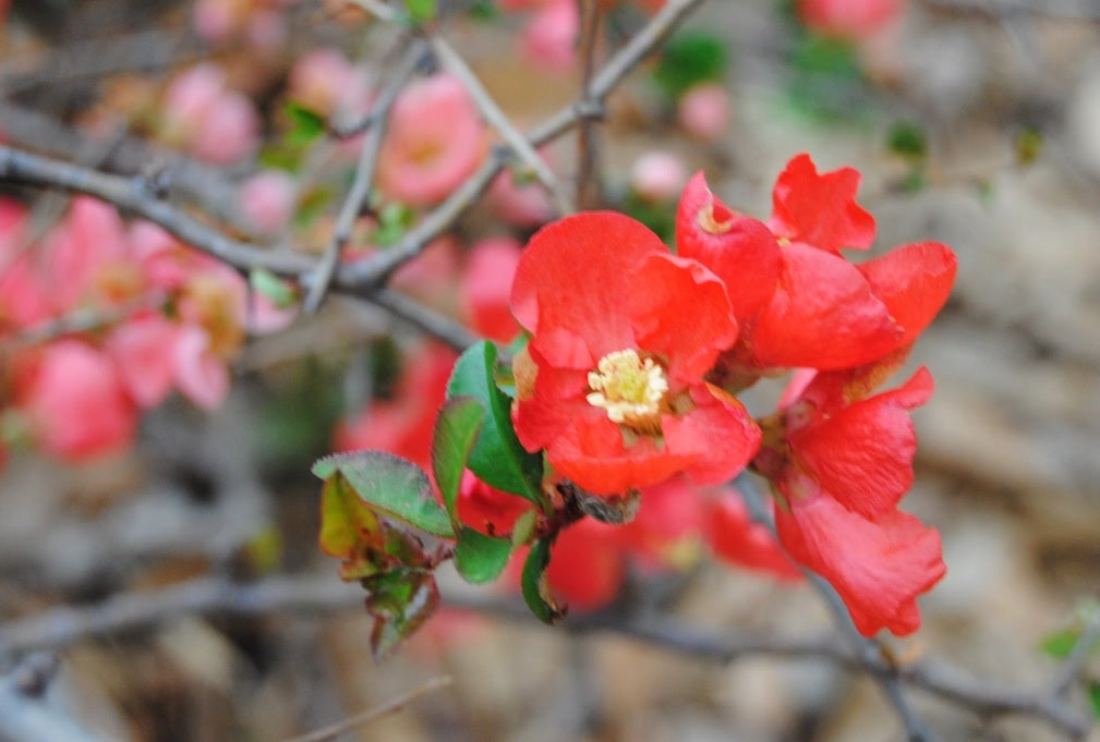 Flowering Quince Winter Cheer (Chaenomeles speciosa)