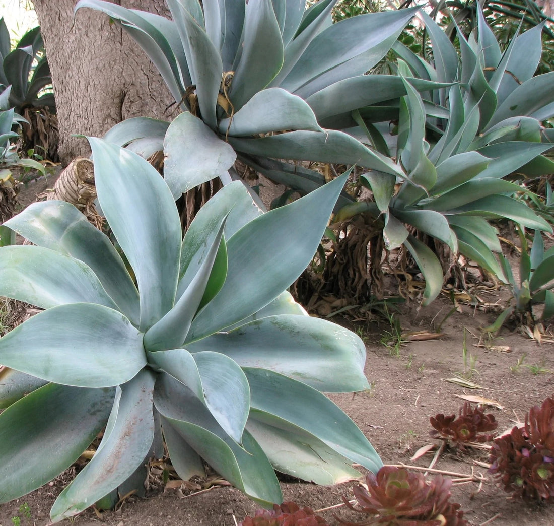Fox Tail Agave Boutins Blue (Agave attenuata) - Ladybird Nursery