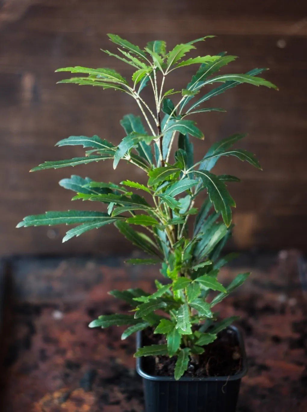 False Aralia (Dizygotheca elegantissima) - Ladybird Nursery