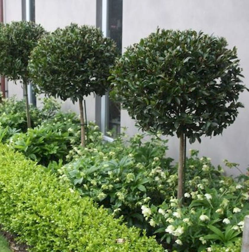 Fig Flash 3ft Standards (Ficus microcarpa) - Ladybird Nursery